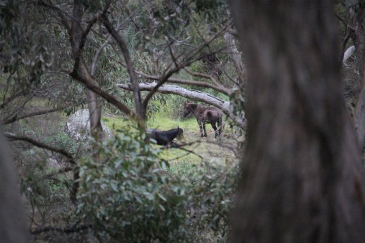 Milo (lying down) and Lucy, captured when Leslie Scott first spotted them through her camera lens.