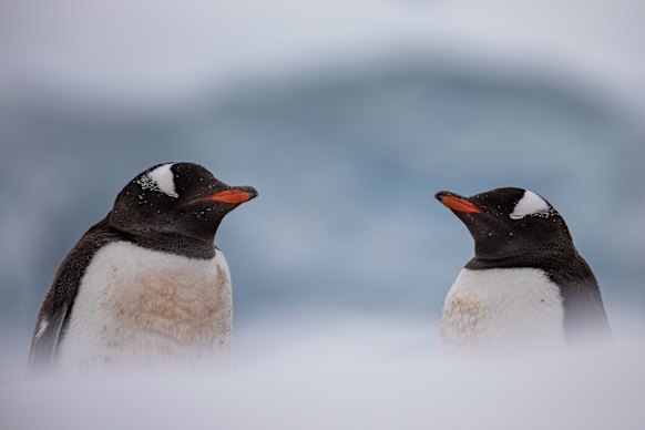 Gentoo penguins.