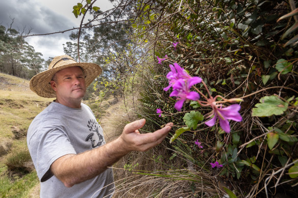 Roger MacRaild inspecting the landscape wher<em></em>e feral pigs have invaded.