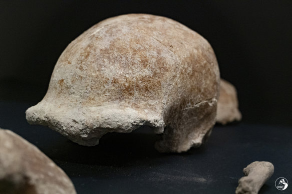 A fossilised skull found in the cave on the coast south of Rome.