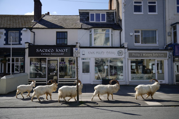 Mountain goats roam the streets of Llandudno, Wales.