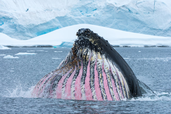 Humpback whales spend their summers in Antarctica enjoying the krill.