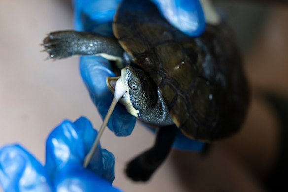 A Manning River turtle has a health check at Aussie Ark prior to its release in the Barrington River.