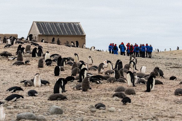 700,000 Adelie penguins share their patch with Borchgrevink’s Hut, the first overwintering hut in Antarctica.