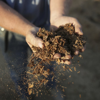 Ed Colless with handfuls of his silage at his property in Walgett.