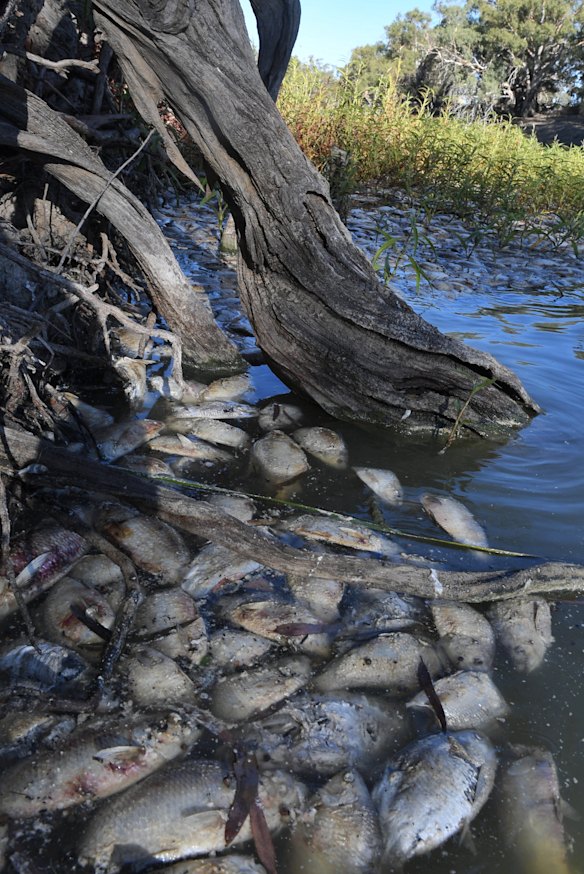 Hundreds of bony bream and other dead fish in the Darling River at Menindee.