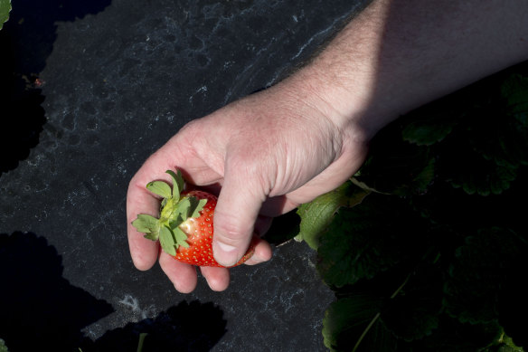 Bob Pitzer of Harvest CROO Robotics holds a freshly picked strawberry.