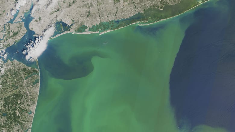 Phytoplankton off New York. The micro-organisms help remove carbon dioxide from the ocean.