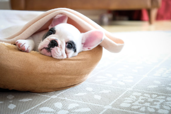 Dog sitters that stay at shop your home