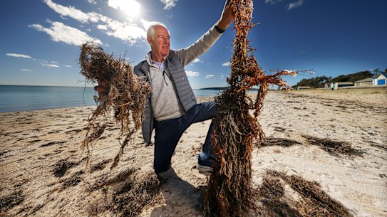 Mornington Peninsula Beach Box Owners president Peter Clarke at Dromana beach this week.