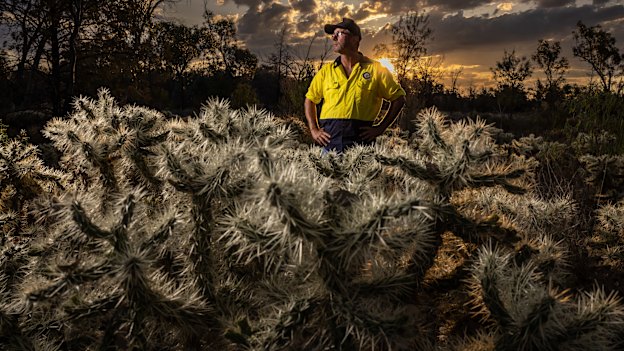 Local council weeds officer Mat Savage surrounded by Hudson pear on a property near Lightning Ridge,
NSW. “It’s a disaster,” he says.