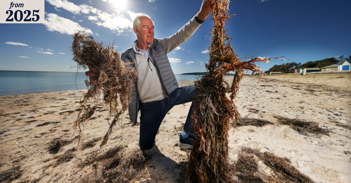 Mornington Peninsula beach raking rebellion: Residents up in arms over ...