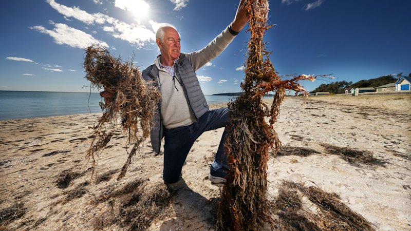 ‘It got pretty foul’: Stink over seaweed ends cleaning peninsula beaches by hand