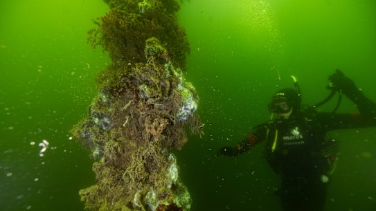 Decomposing sea sponges at the Ardrossan Big Jetty are among the casualties of the algal bloom off South Australia’s coast.