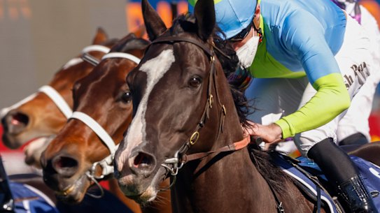 Heza Gentleman has a city placing behind Matowatakpe, which won again at Randwick (pictured) on Saturday.