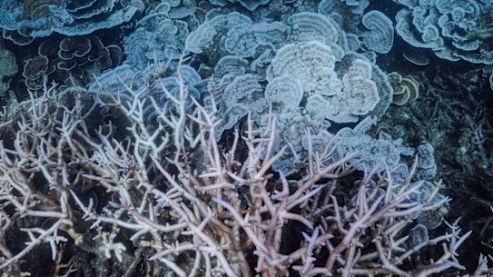 Coral bleached in March on Stanley Reef, South of Townsville, following a late summer heatwave in Far North Queensland. 