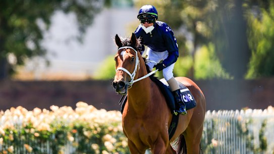 Glen Boss on Home Affairs after a track gallop between races at Rosehill. 