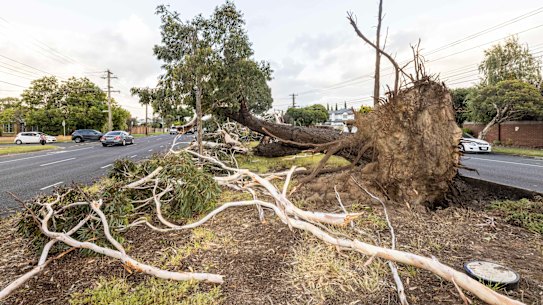 Storm damage in Murrumbeena.