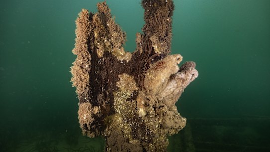 The neon green waters of Edithburgh in South Australia, last week.