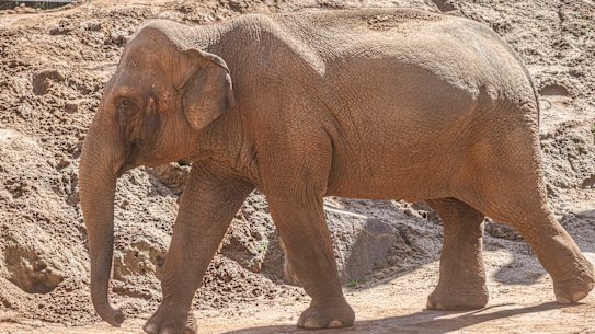Num Oi one of the pregnant elephants at the Melbourne Zoo.