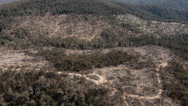 Report finds 1200 alleged breaches in native forest logging