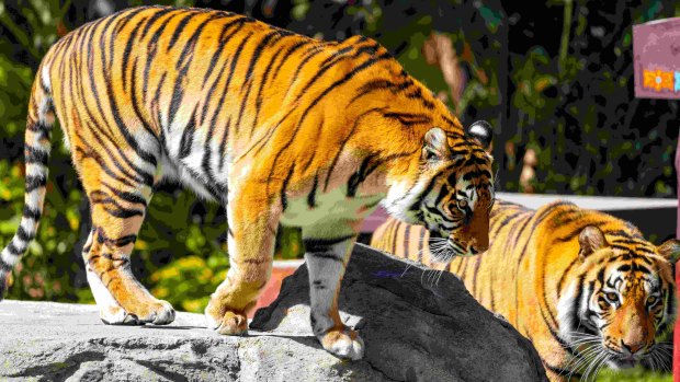 ‘Experienced’ Dreamworld handler attacked while walking tiger