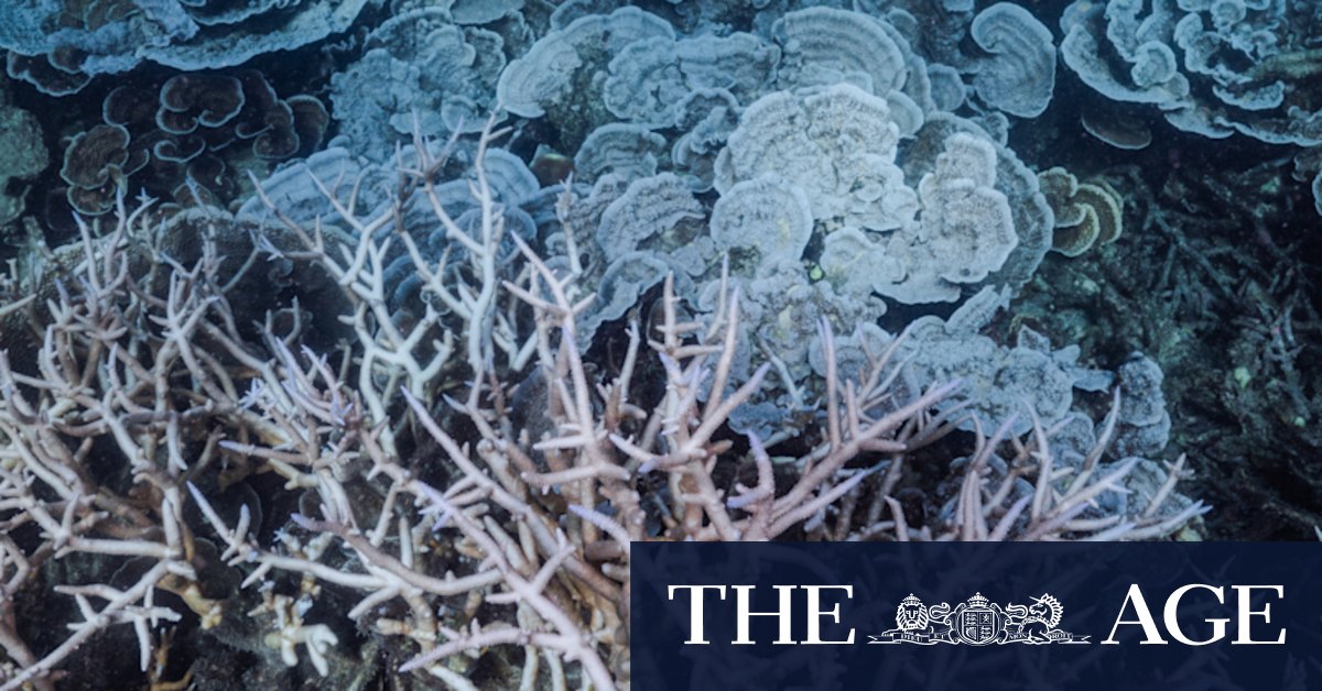 PM's department cited caretaker mode to encourage delay of coral bleaching report - Vimarsana News