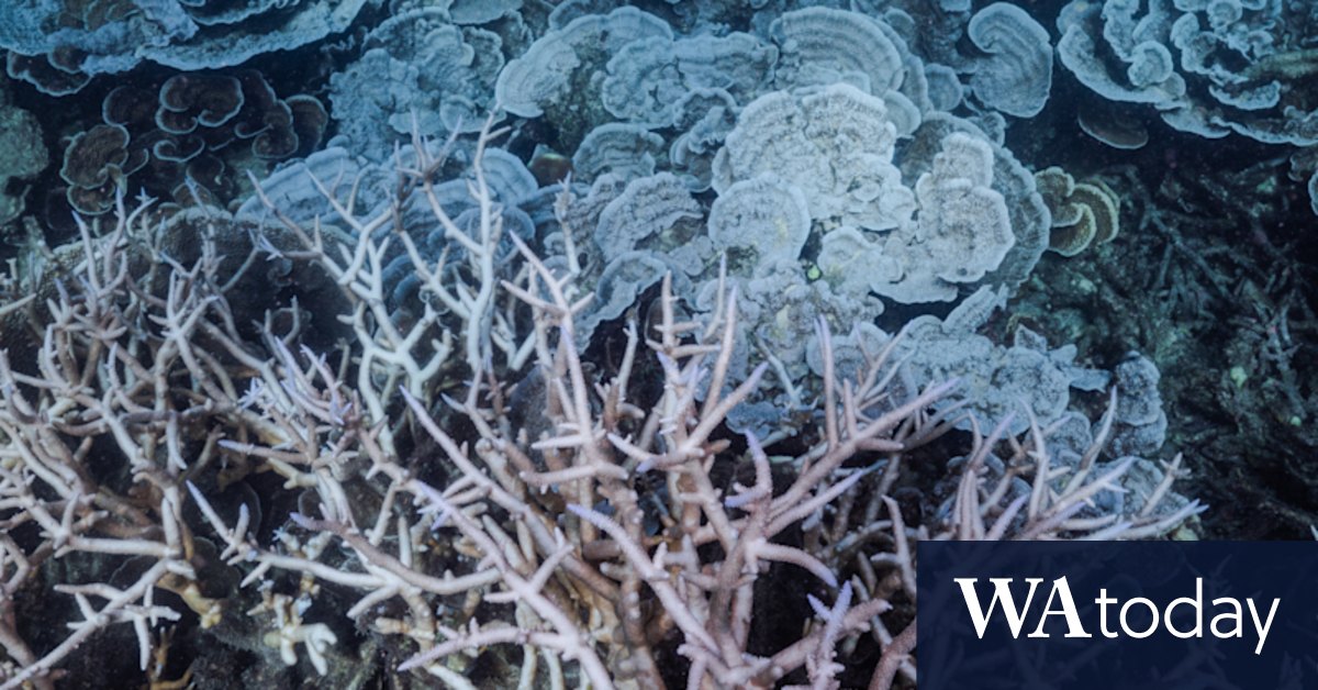 PM's department cited caretaker mode to encourage delay of coral bleaching report - Vimarsana News
