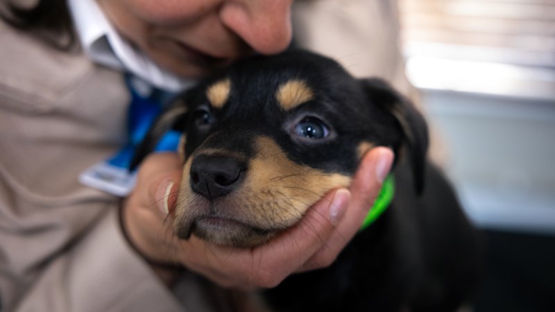 These dogs are stuck in freezing, decaying kennels with nowhere to go