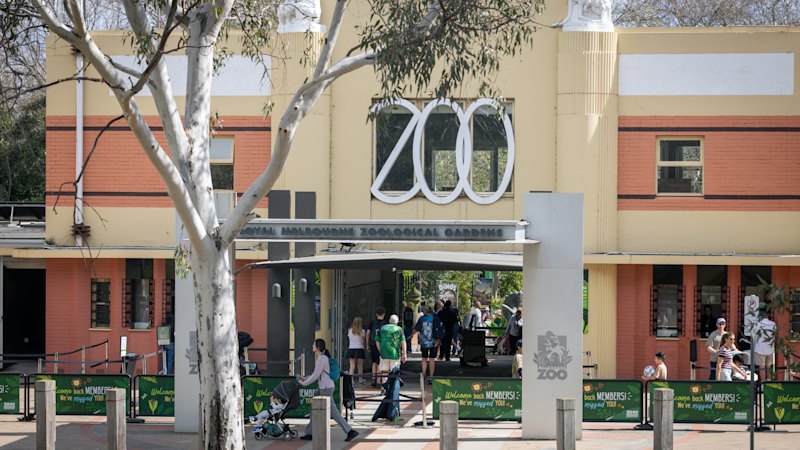 Zoo redundancies leave staff worried about safety during animal escapes