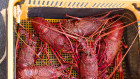 WA caught rock lobster are finding their way into China in big numbers despite a trade ban.