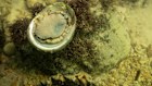 Climate change has exacerbated the natural occurrence of the algae,