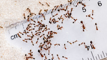Fire ants are an invasive pest from South America that can devastate wildlife and agriculture.