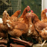 Chicken producer runs afoul of investors, despite 10pc profit jump