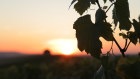 At Moët & Chandon, 2015 was the year the brand realised that everything had changed: the climate, their grapes, and the traditional way of doing things. 