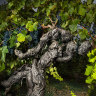A grand old grapevine from Langmeil’s Freedom Vineyard in South Australia’s Barossa Valley. The shiraz vineyard, planted in 1843, is the oldest in Australia – and possibly the world.
