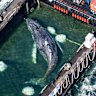 Timmy the humpback being transported towards the North Sea in a flooded cargo ship.