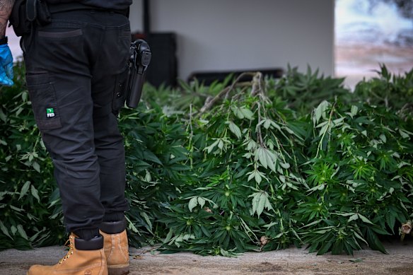 Photos taken during a police raid on a Taylors Lake “grow house” in 2023. Melbourne University economists estimate Australia’s cannabis market to be worth upwards of $5 billion annually.