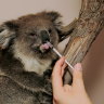 Willdife are especially vulnerable during heatwaves and may leave shelter to find water.