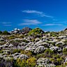 The UNESCO-listed Cape Floral Kingdom isn’t just the smallest, but also the richest of the world’s six floral kingdoms.