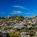 The UNESCO-listed Cape Floral Kingdom isn’t just the smallest, but also the richest of the world’s six floral kingdoms.