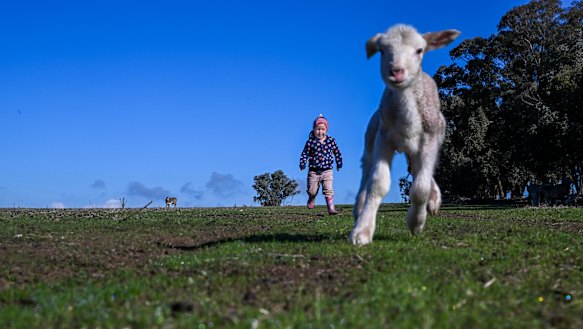 Poppy and the newborn lamb on the farm.