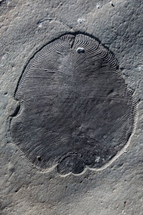 A Dickinsonia fossil.