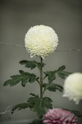 An in-curve type chrysanthemum called Alison McNamara.