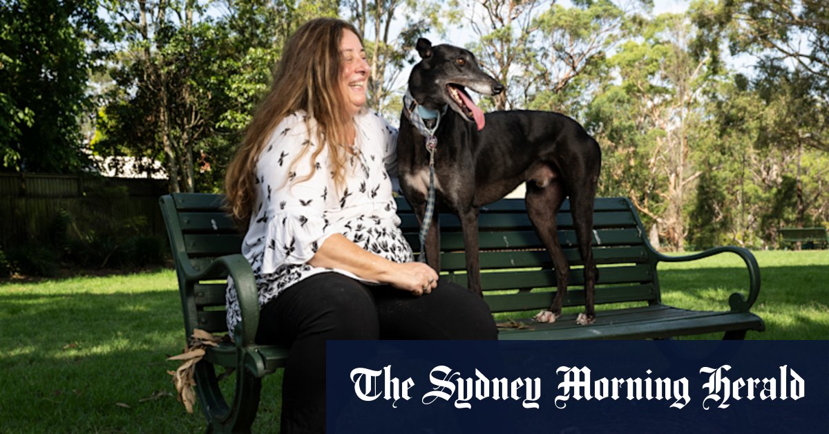 Online gambling driving surge in greyhound breeding, rescues inundated - Vimarsana News