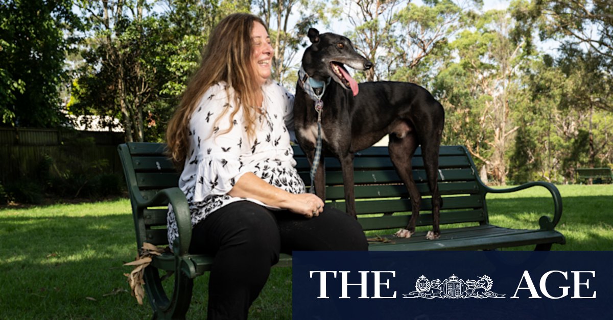 Online gambling driving surge in greyhound breeding, rescues inundated - Vimarsana News
