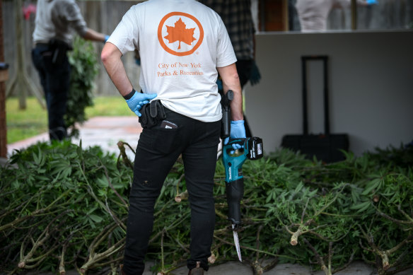 Dozens of cannabis plants seized from a grow house in Taylors Lakes.