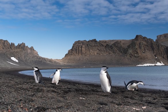 Chinstrap penguins on a South Shetlands beach.