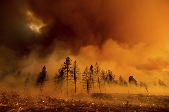 Smoke envelops trees during a bushfire in Doyle, California.