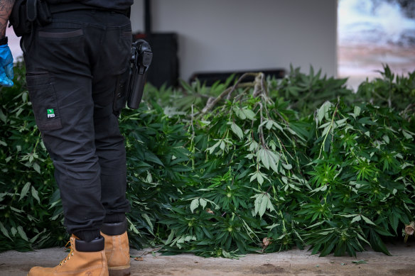 A police raid on a Taylors Lake “grow house” in 2023. Melbourne University economists estimate Australia’s cannabis market to be worth upwards of $5 billion annually.